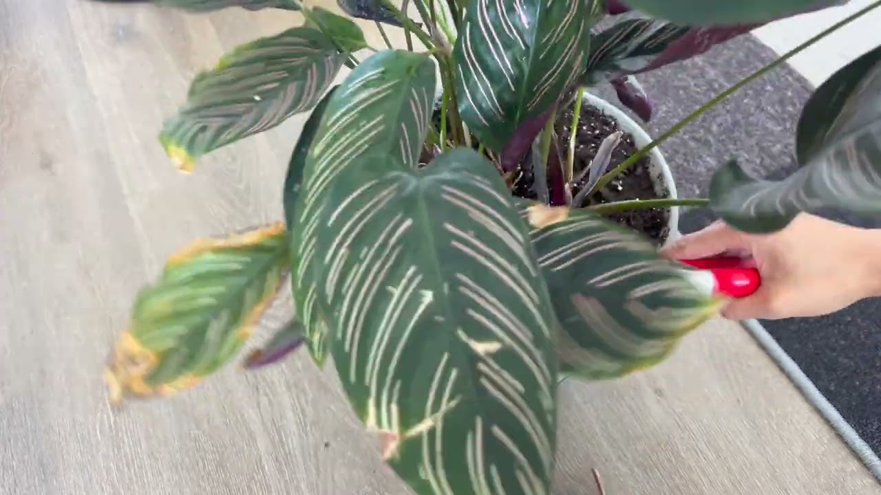 Calathea Ornata (Pin Stripe) - Trimming Off Old Leaves