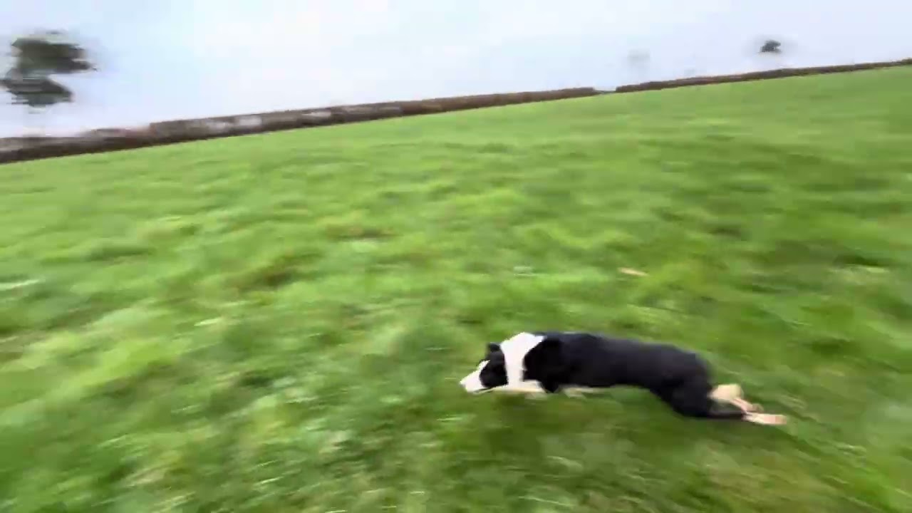 Wheatwood Jan 20 months 