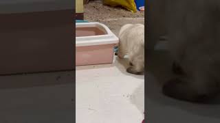 My SIAMESE CAT is toying with a cockroach HAHAHA