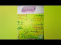 Epithelium Histology Key points with diagrams, notes