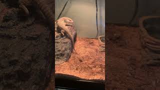 Famous This is my other Savannah monitor I haven’t shown much #savannahmonitor Profile