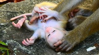 Newborn baby monkey making wrong activity