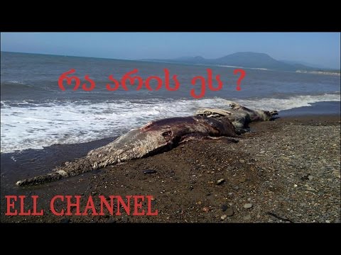 5 იშვიათი არსება რომელზეც შესაძლოა არც კი გსმენიათ ნაწილი #2