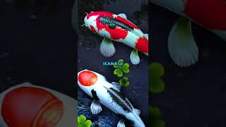 6 HEWAN PEMBAWA REZEKI #shorts #short #shortvideo