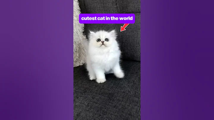 Video 10930431: persian cat pets, cutest persian cat, fluffy cat