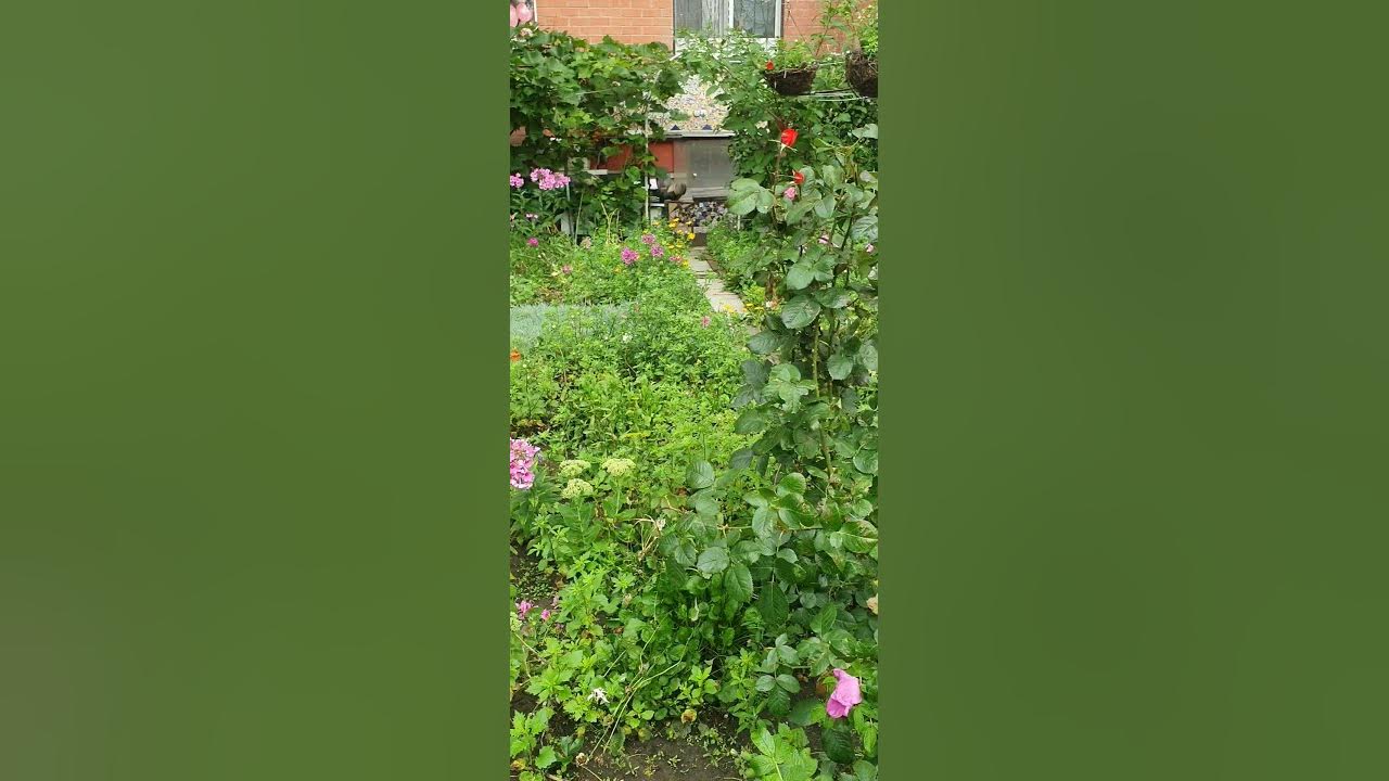 клумбы цветов Мытищи июль 2023/flower beds Mytishchi July 2023 #shorts ...