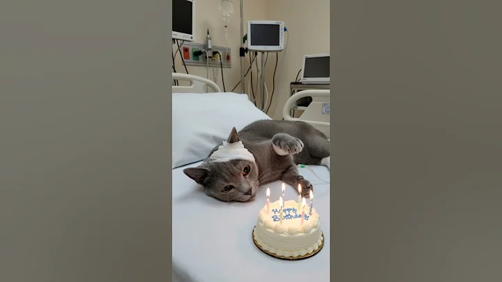 Video 11823561: chartreux cat, cat kitten kitty meow, kittens kitty gatos