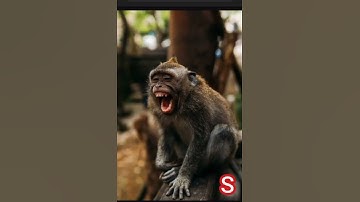 Monkey Sound