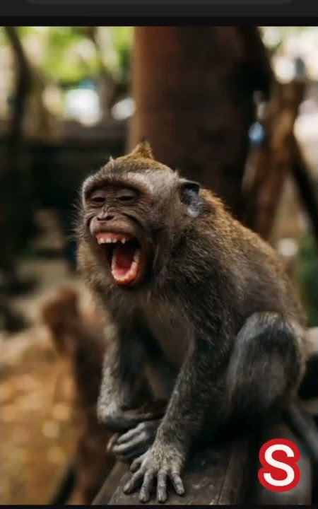 Monkey Sound