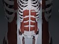 Abdominal muscles #nursing #doctor #neetmotivation #lifeofmbbs #medico #mbbs#aiims#anatomy #medical