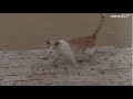 Friendly cat at the seaside | Meow Meow