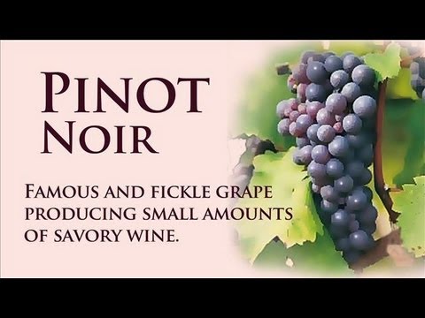 wine article Pinot Noir Wine Dictionary wLettie Teague