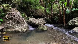 bird therapy water sounds - the sound of calm flowing water - the sound of gurgling flowing water by Putu Tangsi 3,399 views 11 days ago 2 hours, 15 minutes