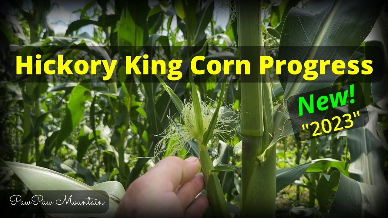 Hickory King Corn Progress July 4th 2023 YouTube