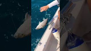Witness Epic handling of Dubai Amberjack #fishing #dubai #abudhabi #bigfish #muscat #egypt #trolling