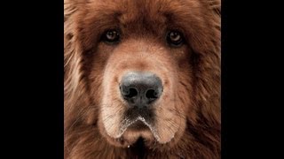 Photo tibetan mastiff / Тибетский мастиф Photo tibetan mastiff / Тибетский мастиф