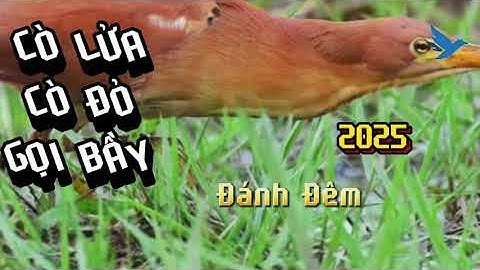 Tiếng cò lửa cò đỏ gọi bầy mới | tiếng chim Việt Nam