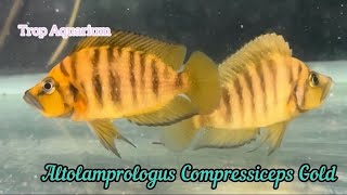 Download Lagu 15.09.2025 Tanganyika Cichlids Specials [Trop Aquarium] (Singapore)