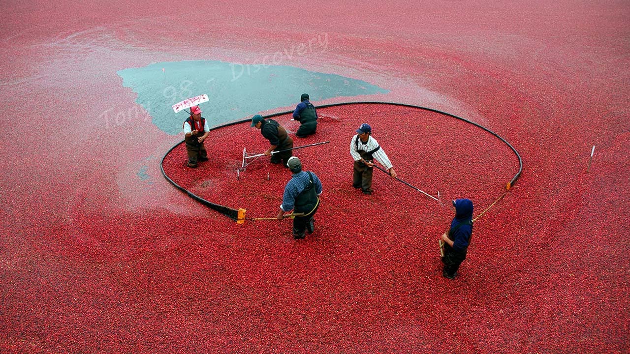 US Farmers Harvested 791 Million Pounds Of Cranberries This Way