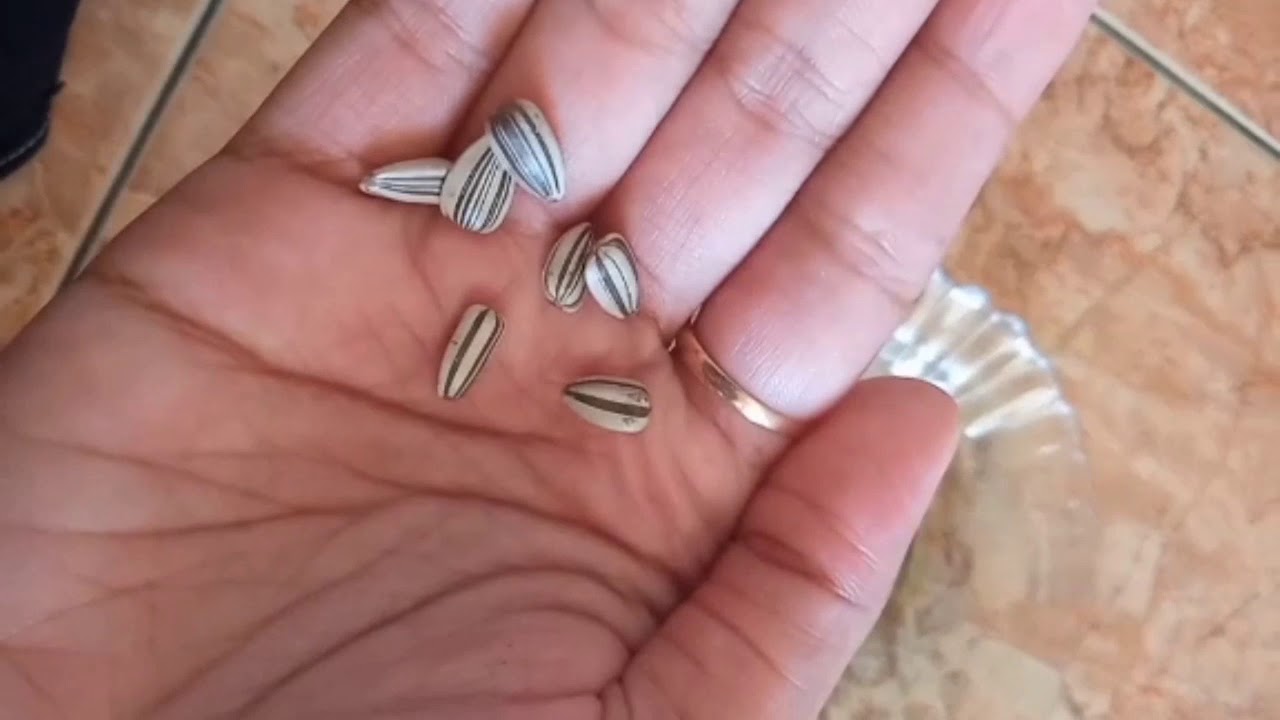 Cara menanam biji bunga matahari dengan cepat 