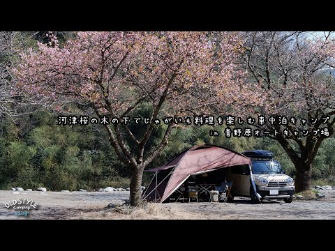 河津桜の木の下でじゃがいも料理を楽しむ車中泊キャンプ in 青野原オートキャンプ場