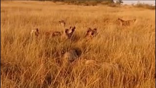 hyenas want  a share food of lioness eating video