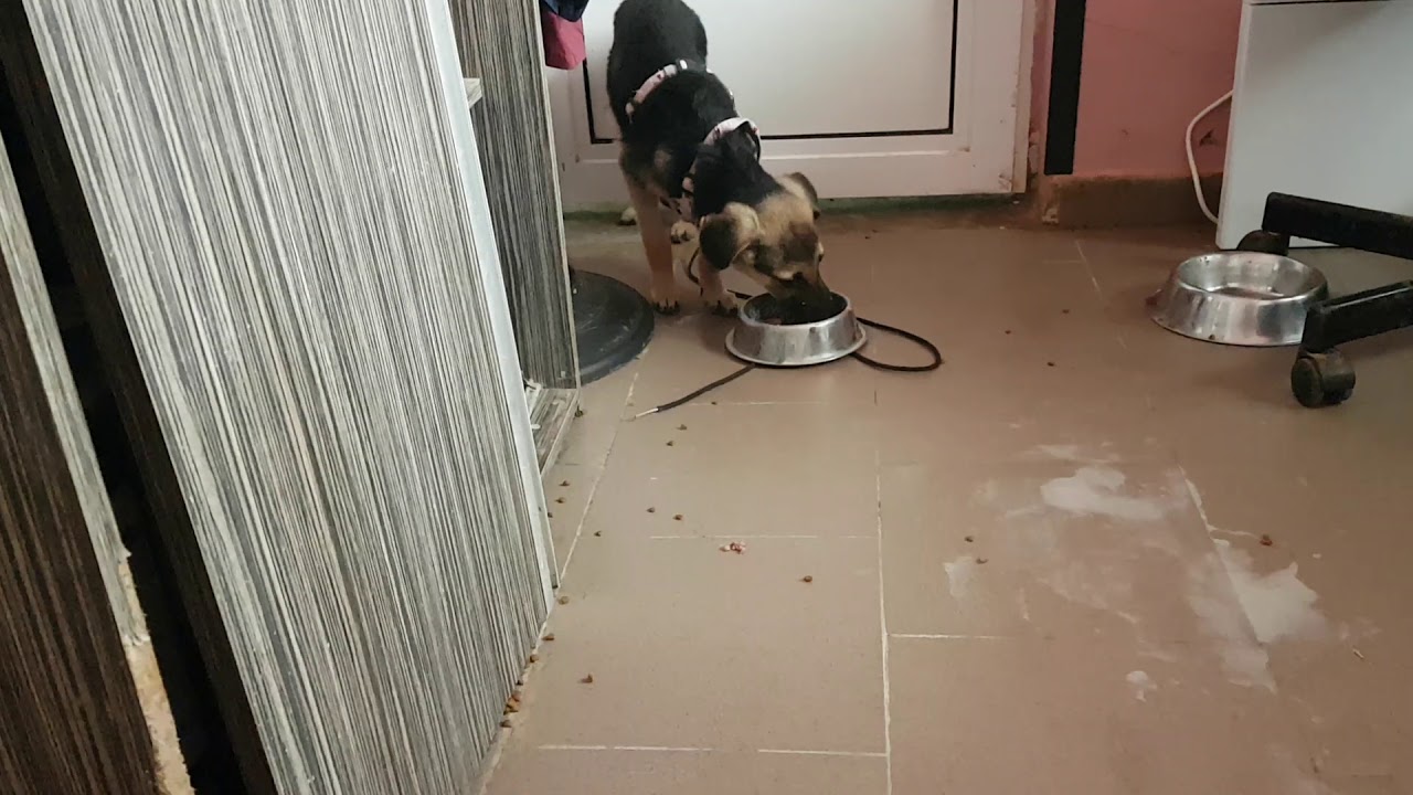 Fred und Gin bekommen extra Futter