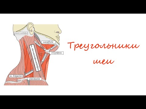 Области и треугольники шеи┃Triangles of the Neck