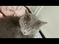 My 10yo Korat cat Horton Gerard aka “galoot” snuggling の動画、YouTube動画。