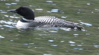 Common Loon Splashing In The Water
