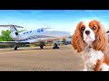 We FLEW our dog on a PRIVATE JET! ✈️