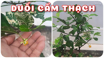 Cây Duối cẩm thạch | 0386569374 - Ngọc Ngân Bến Tre | Chuyên cây độc lạ