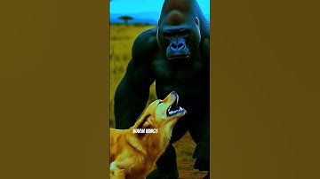 *Brave Father Saves Baby Gorilla from Leopards! 🦍🔥*