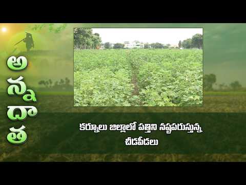 Pest and disease management in Cotton | కర్నూలు జిల్లాలో పత్తిని నష్టపరుస్తున్న చీడపీడలు | ETV