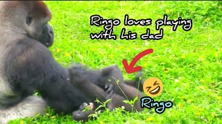 Ringo is getting bolder and bolder😆grabbing dad’s hair🤣💦|D&#39;jeeco Family|Gorilla|Taipei zoo