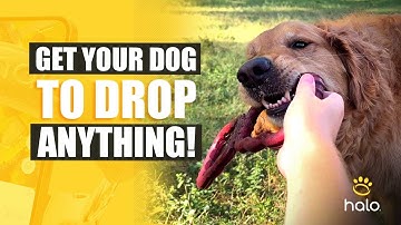 Teach Your Dog Drop It Like a PRO! Essential Dog Training Tips Inside