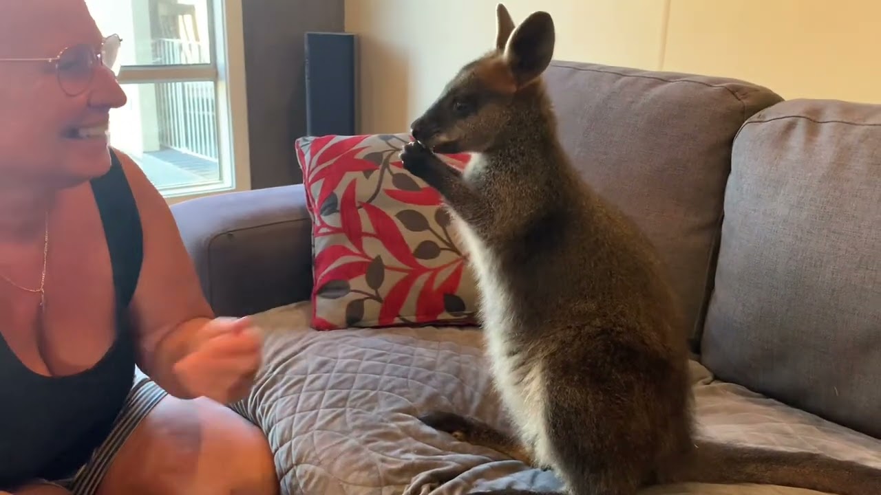 Sid ( Swamp Wallaby) Kirra ( Agile Wallaby) say Hello 