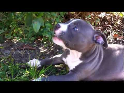 blue eyed pitbull puppies the cutest blue eyed blue pit bull puppy blue eyed pitbull puppies the cutest blue eyed blue pit bull puppy