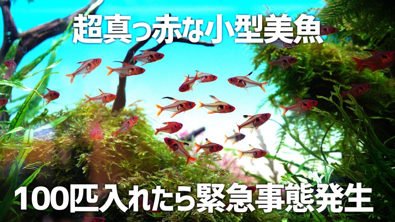 A large number of de bright red organisms are introduced. However