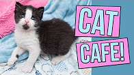 Kitten Lady - YouTube