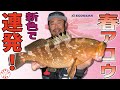 2023新色で釣る!春のキジハタ(アコウ)