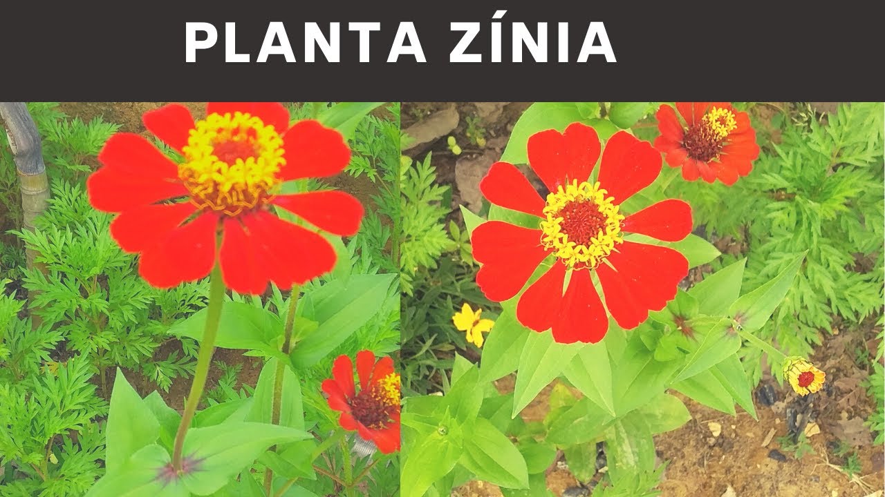 Zínia: uma planta de fácil cultivo e que atrai beija-flores e borboletas -  thptnganamst.edu.vn