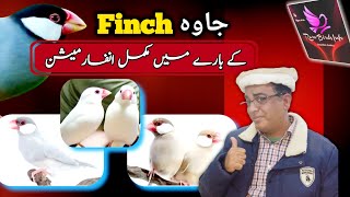 Complete information about java finches | Java finch breeding tips | Jawa sparrow