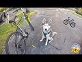 My Husky goes Biking! - Gohan LOVES Bikejoring!