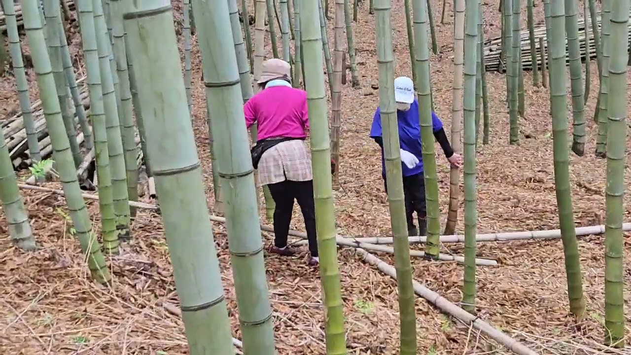 京都嵐山みたいな竹林を作ろう807 岡山県玉野市天王池竹林の会#竹林