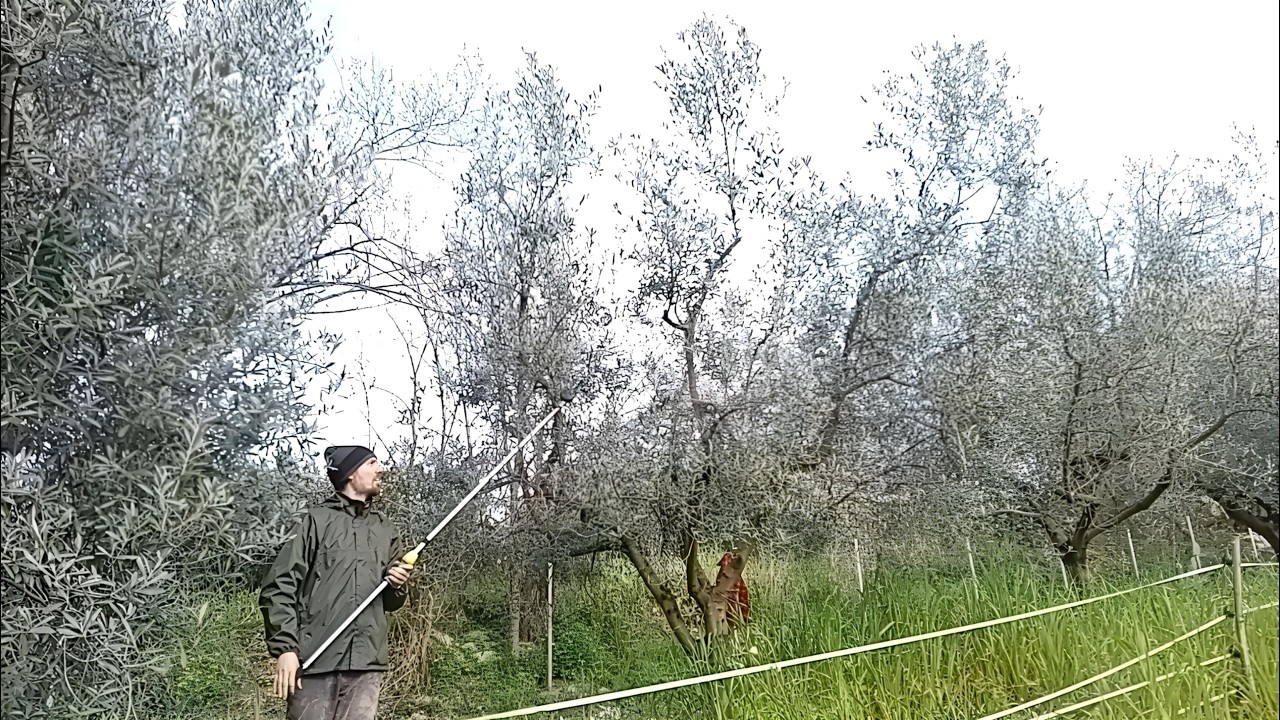 Olivo: ti mostro come potare un'intera pianta!