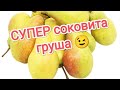 Огляд груші Талгарська красуня Review Of The Talgar Beauty Pear