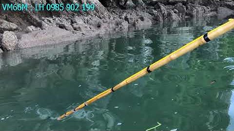 THỰC TẾ KÍCH CÁ NƯỚC MẶN, KÍCH CÁ ĐỐI