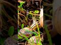 Fascinating Garden Snails#insects #garden #facts #documentary