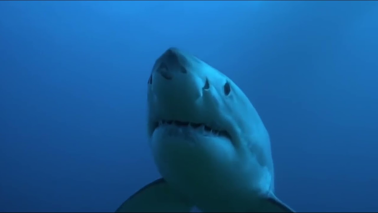 Shark Birthday Invitation (Very Scary)